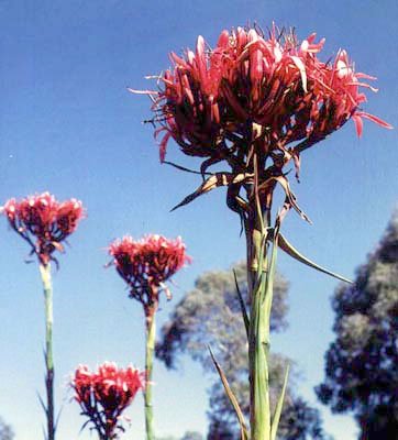 Gymea Lily (Doryanthes excelsa) - Ladybird Nursery