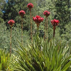 Gymea Lily (Doryanthes excelsa) - Ladybird Nursery