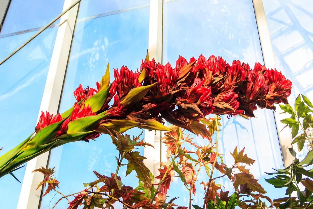Spear Lily (Doryanthes palmeri) - Ladybird Nursery