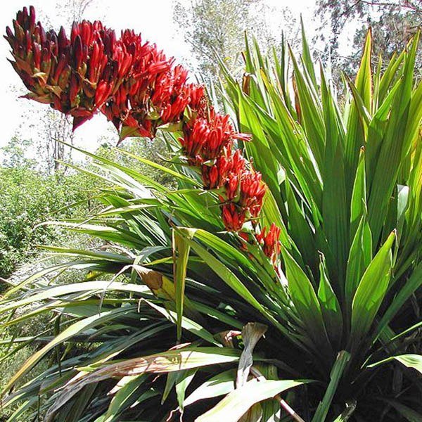 Spear Lily (Doryanthes palmeri) - Ladybird Nursery