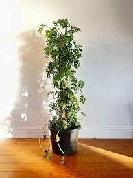 Swiss Cheese Plant Totem poles (Monstera adansonii) - Ladybird Nursery