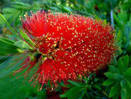 Weeping Bottlebrush Little Caroline (Callistemon viminalis) - Ladybird Nursery