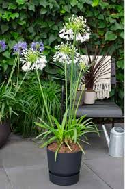 Agapanthus Fireworks - Ladybird Nursery