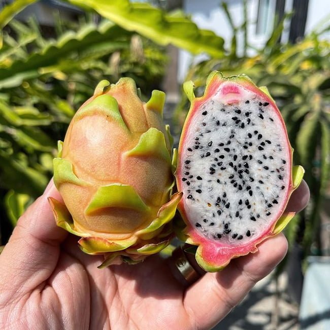 Dragon fruit Connie Mayer - Ladybird Nursery