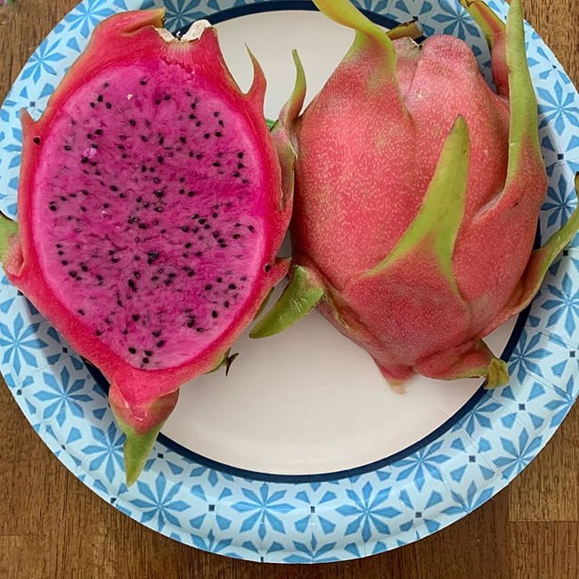 Dragon fruit Dark Star - Ladybird Nursery