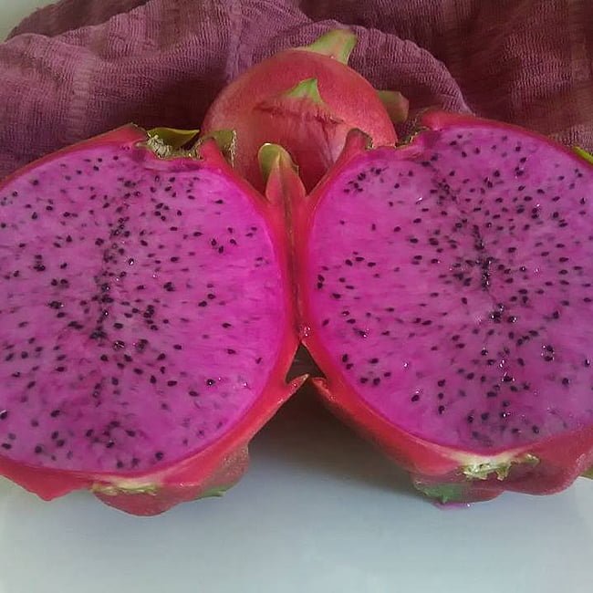Dragon fruit Dark Star - Ladybird Nursery