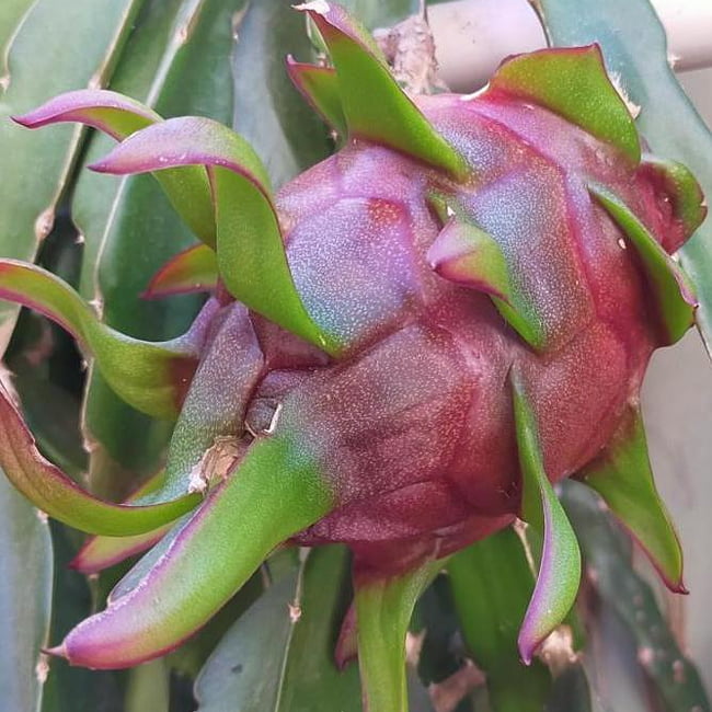 Dragon fruit Jade red