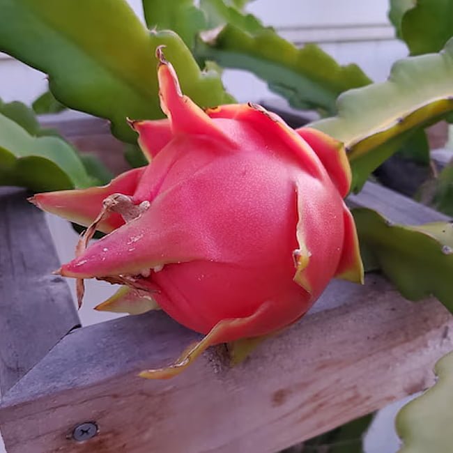 Dragon fruit Lucille Lemonade - Ladybird Nursery