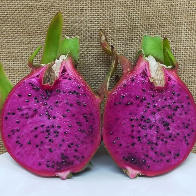 Dragonfruit 'Scotts Purple' - Ladybird Nursery