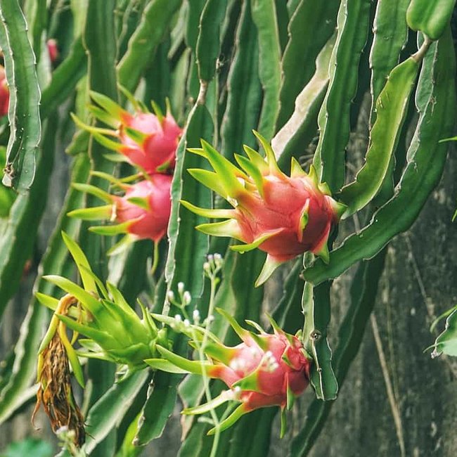 Dragon fruit Thi - Ladybird Nursery