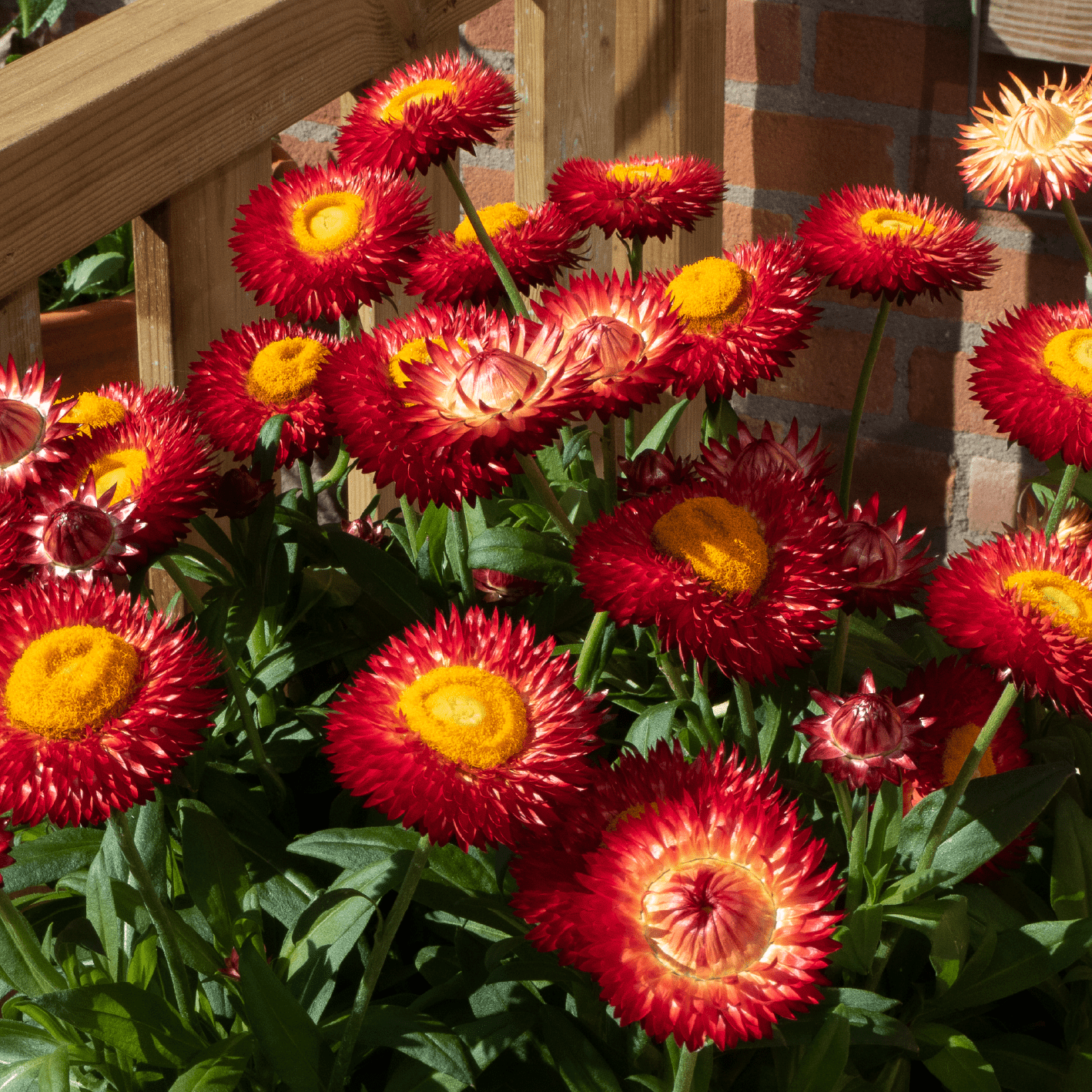 Paper Daisy Dreamtime Jumbo Red Ember (Bracteantha) - Ladybird Nursery