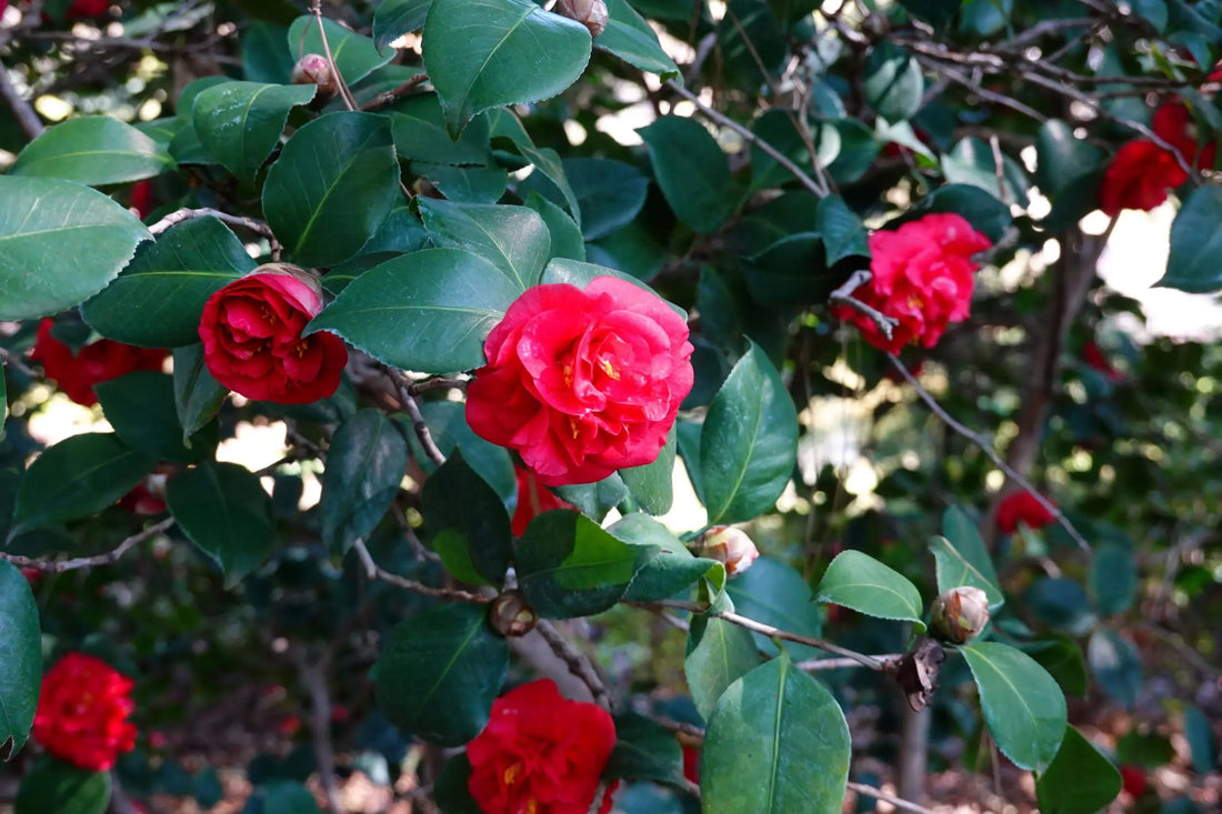 Camellia Emperor of Russia (Camellia Japonica) - Ladybird Nursery