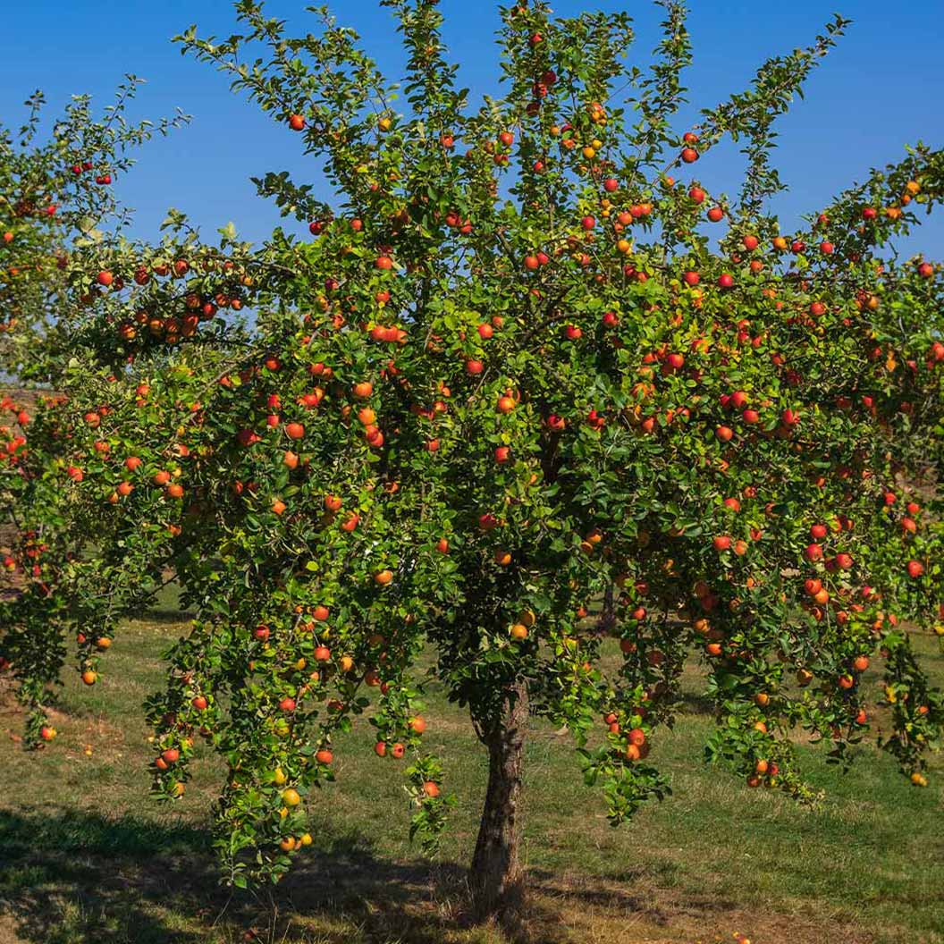 Semi Dwarf Apple 'Gala' - Ladybird Nursery