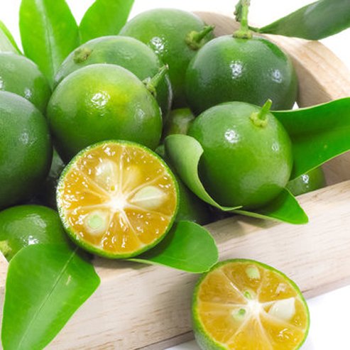 calamondin best fruit trees brisbane Dwarf Calamansi Fruit Tree – Buy Now! – Ladybird Nursery