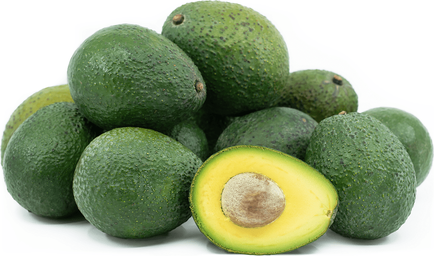 Dwarf Gwen Avocado - Ladybird Nursery