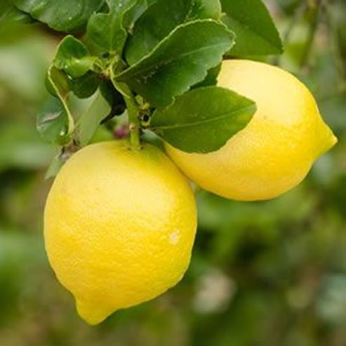 Dwarf Lemon Eureka 330mm (PICKUP ONLY) - Ladybird Nursery