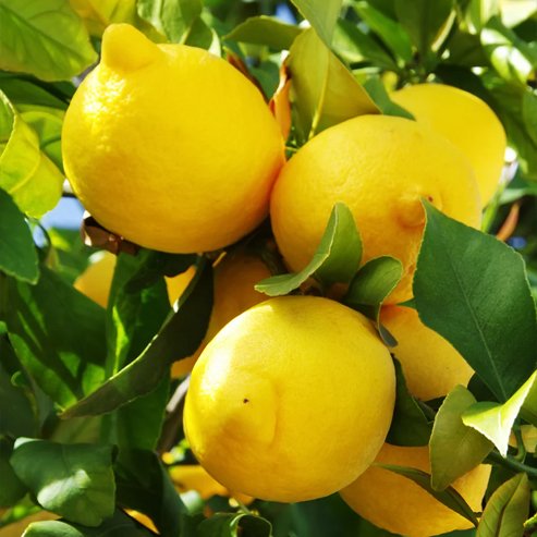 Dwarf Lemon Lisbon (QLD Only) - Ladybird Nursery