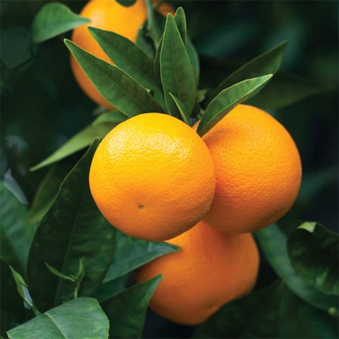 Dwarf Orange Navelina (QLD Only) - Ladybird Nursery