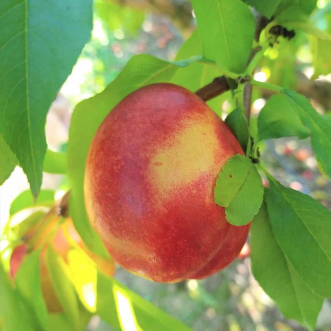 Super Dwarf Nectarine 'Trixzie® Nactazee'