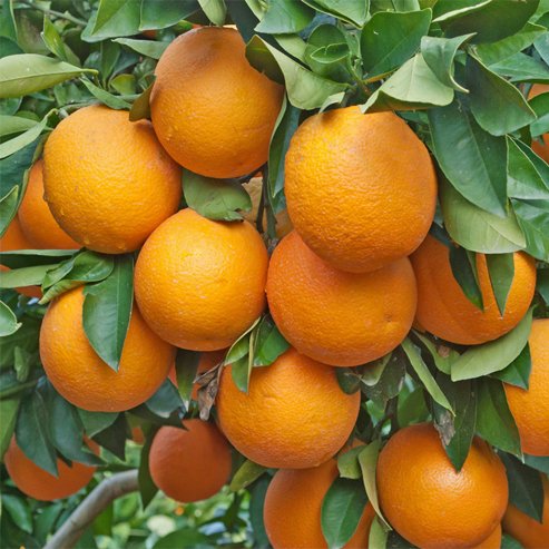Orange 'Pineapple' Fruit Tree – Buy Now! – Ladybird Nursery