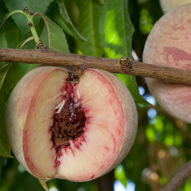 Dwarf Peach Indian - Ladybird Nursery