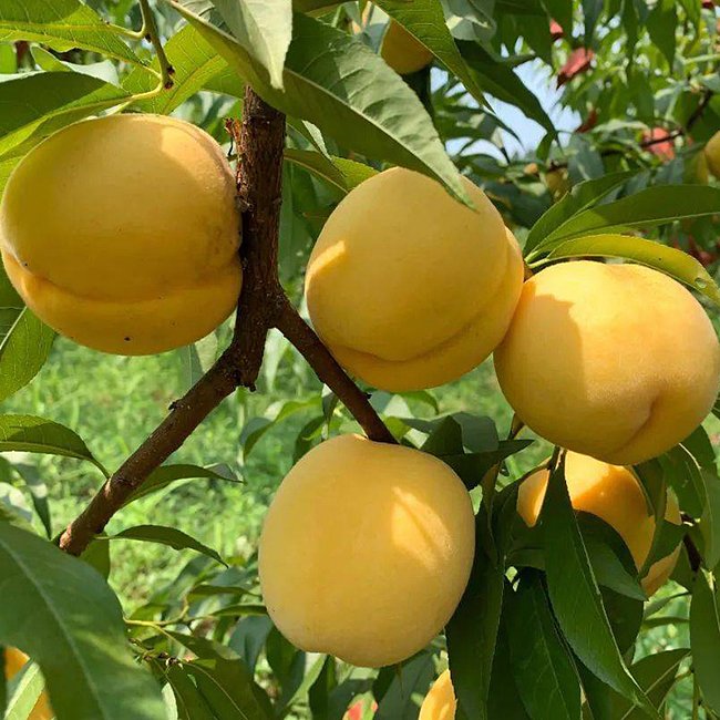 Dwarf Peach Silvan Sunset (Four Seasons Peach) - Ladybird Nursery