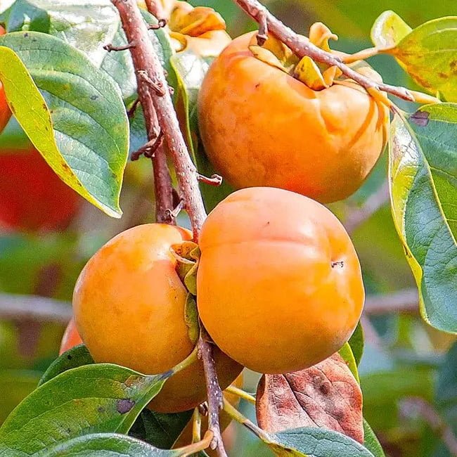 Dwarf Persimmon Wright’s Favourite astringent - Ladybird Nursery