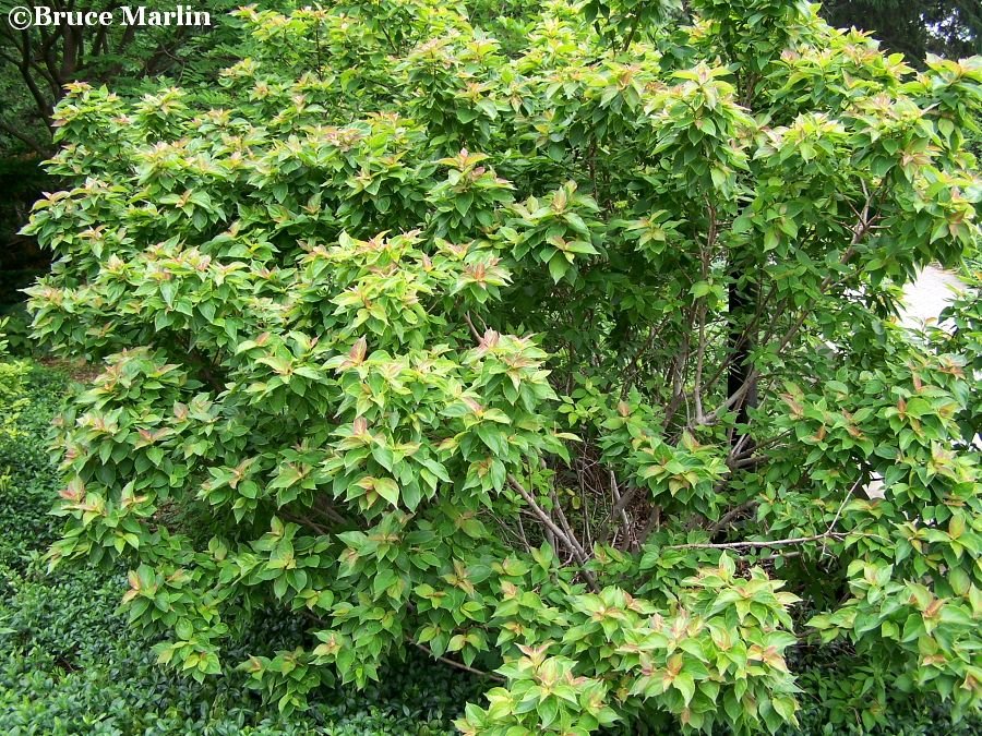 Dwarf Dogwood (Cornus pumila) - Ladybird Nursery
