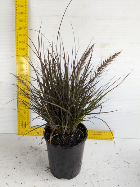 Dwarf Purple Fountain Grass (Pennisetum advena) - Ladybird Nursery