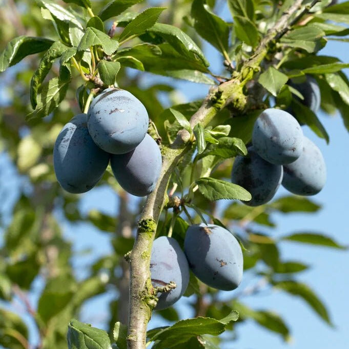 Dwarf Plum 'President' - Ladybird Nursery