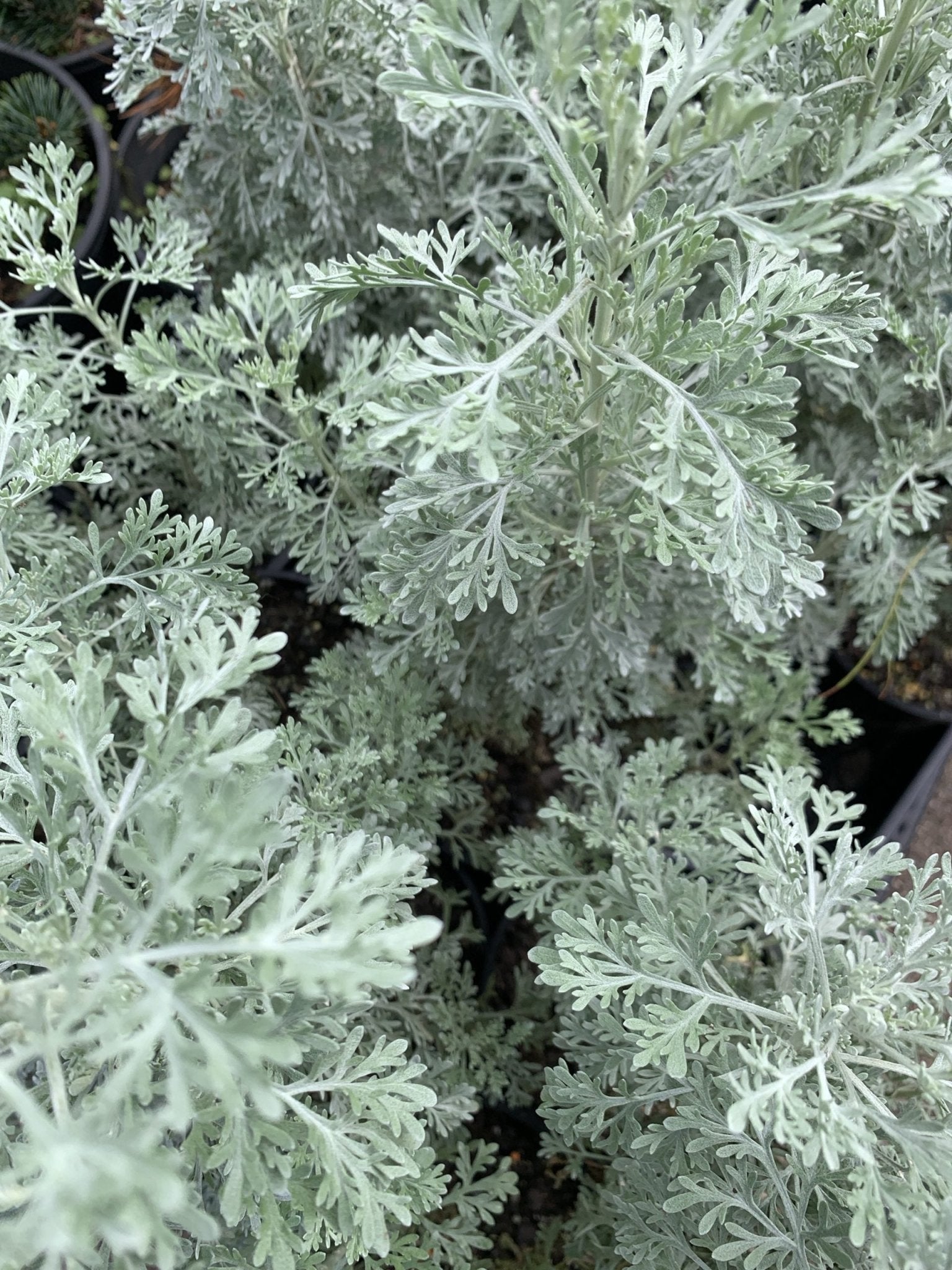 Wormwood (Artemisia absinthium) - Ladybird Nursery