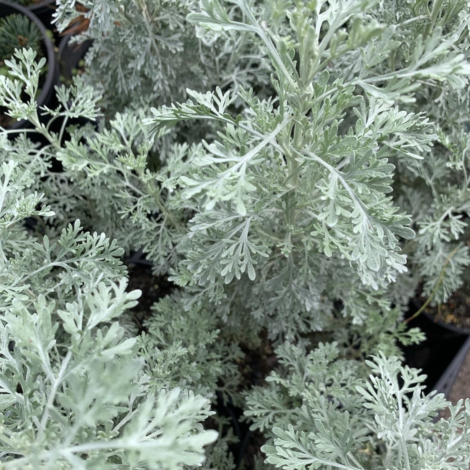 Wormwood (Artemisia absinthium) - Ladybird Nursery