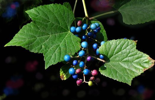 Porcelain Berry var. brevipedunculata Elegans Variegated (Ampelopsis glandulosa) - Ladybird Nursery