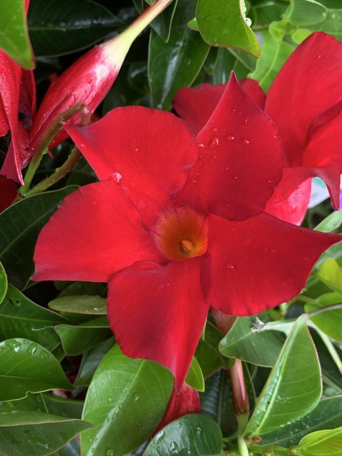 Mandevilla Summerstar Red (Mandevilla sanderi) - Ladybird Nursery