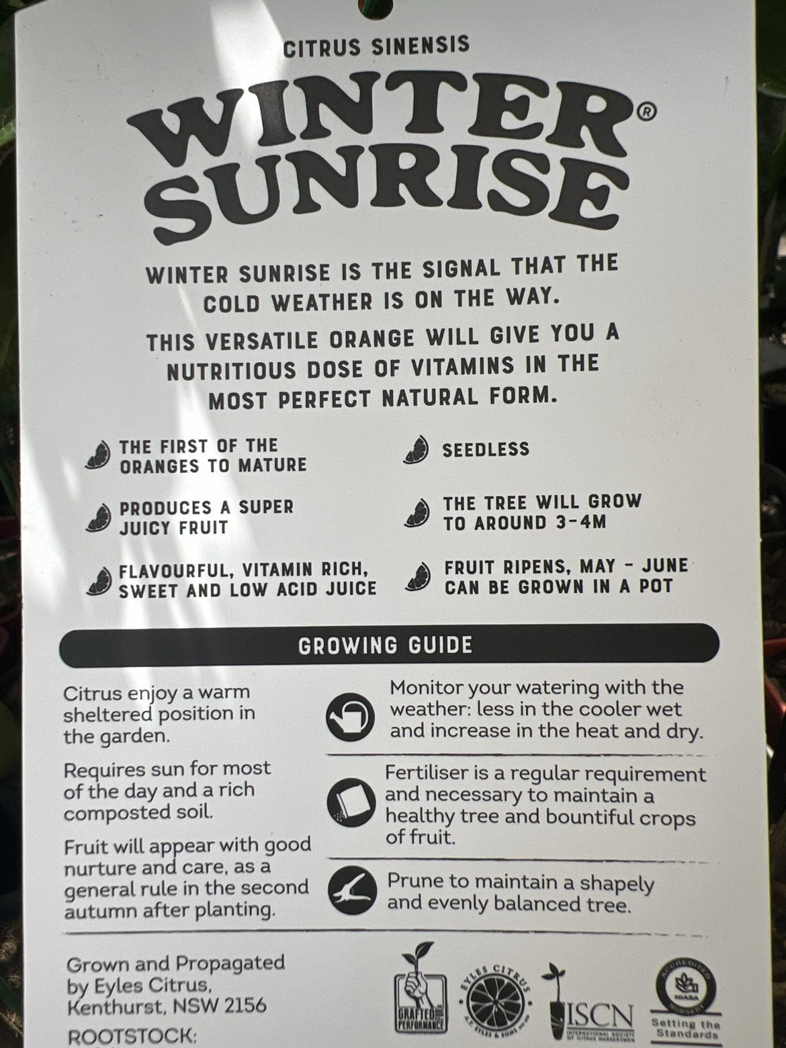 Winter Sunrise Orange (QLD Only) - Ladybird Nursery