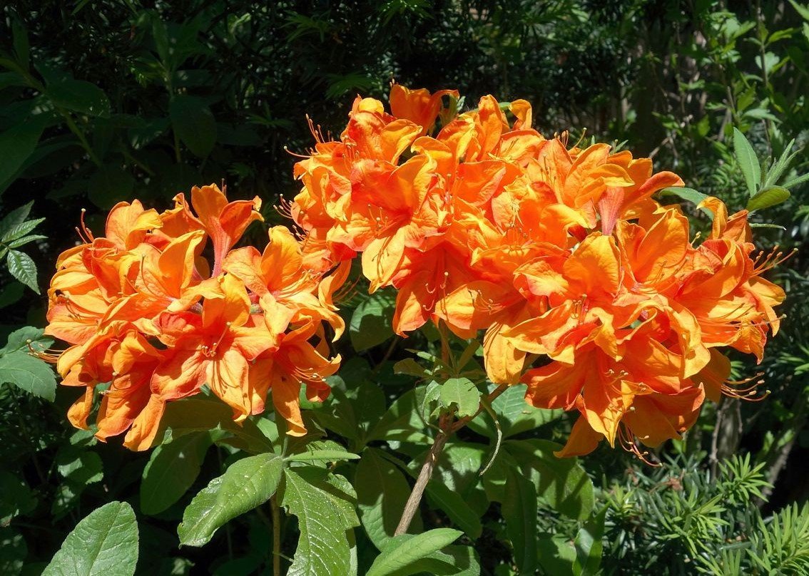 Azalea mollis Golden Eagle - Ladybird Nursery