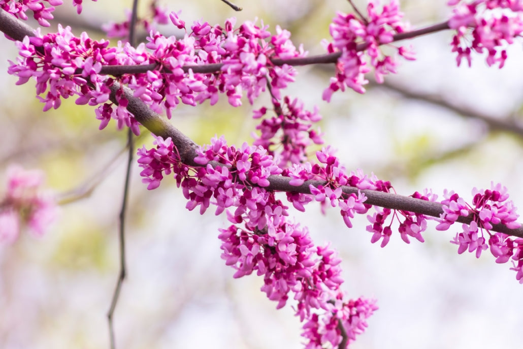 Eastern Redbud Aurea (Cercis canadensis)