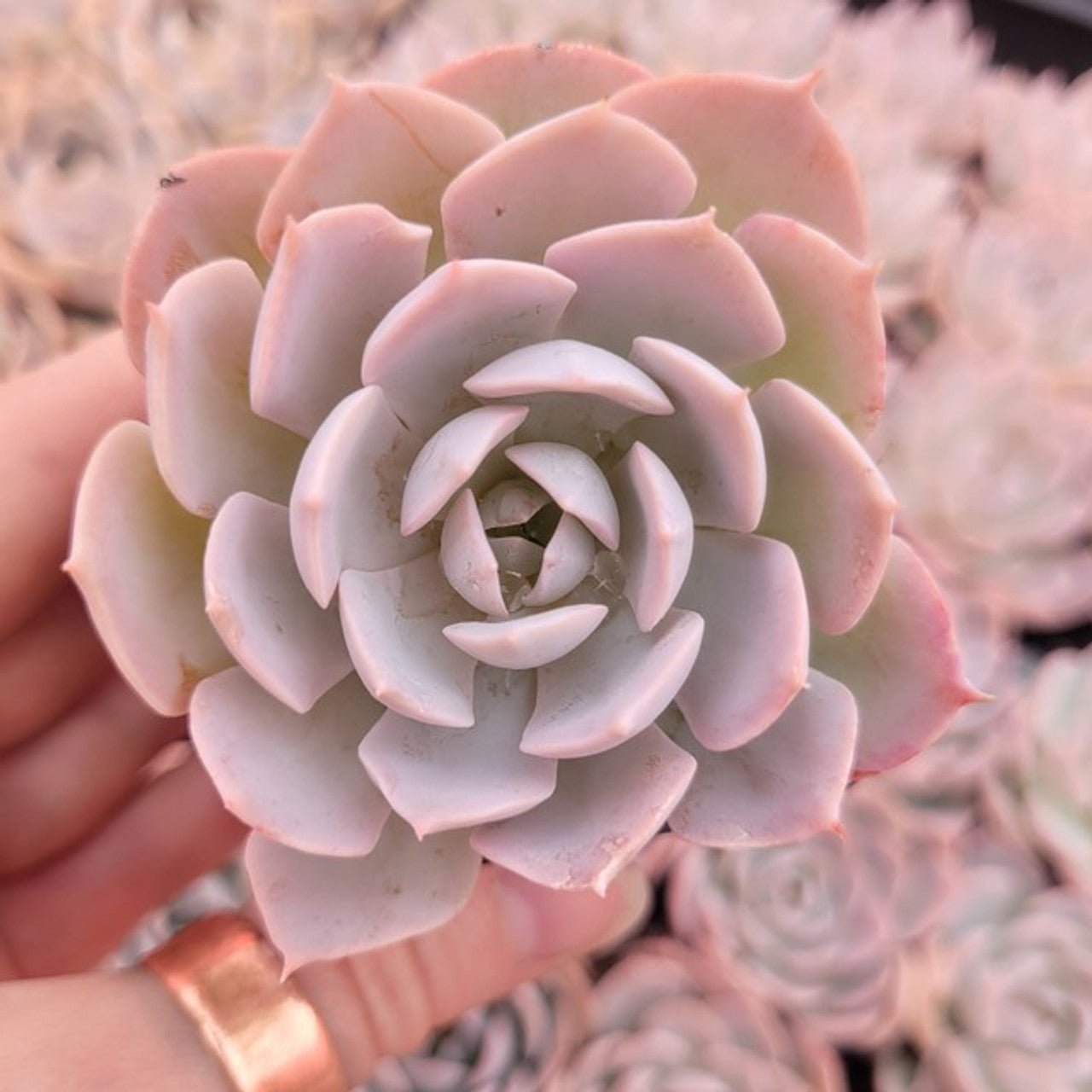 Hens and Chicks Beauty (Echeveria Morning) - Ladybird Nursery