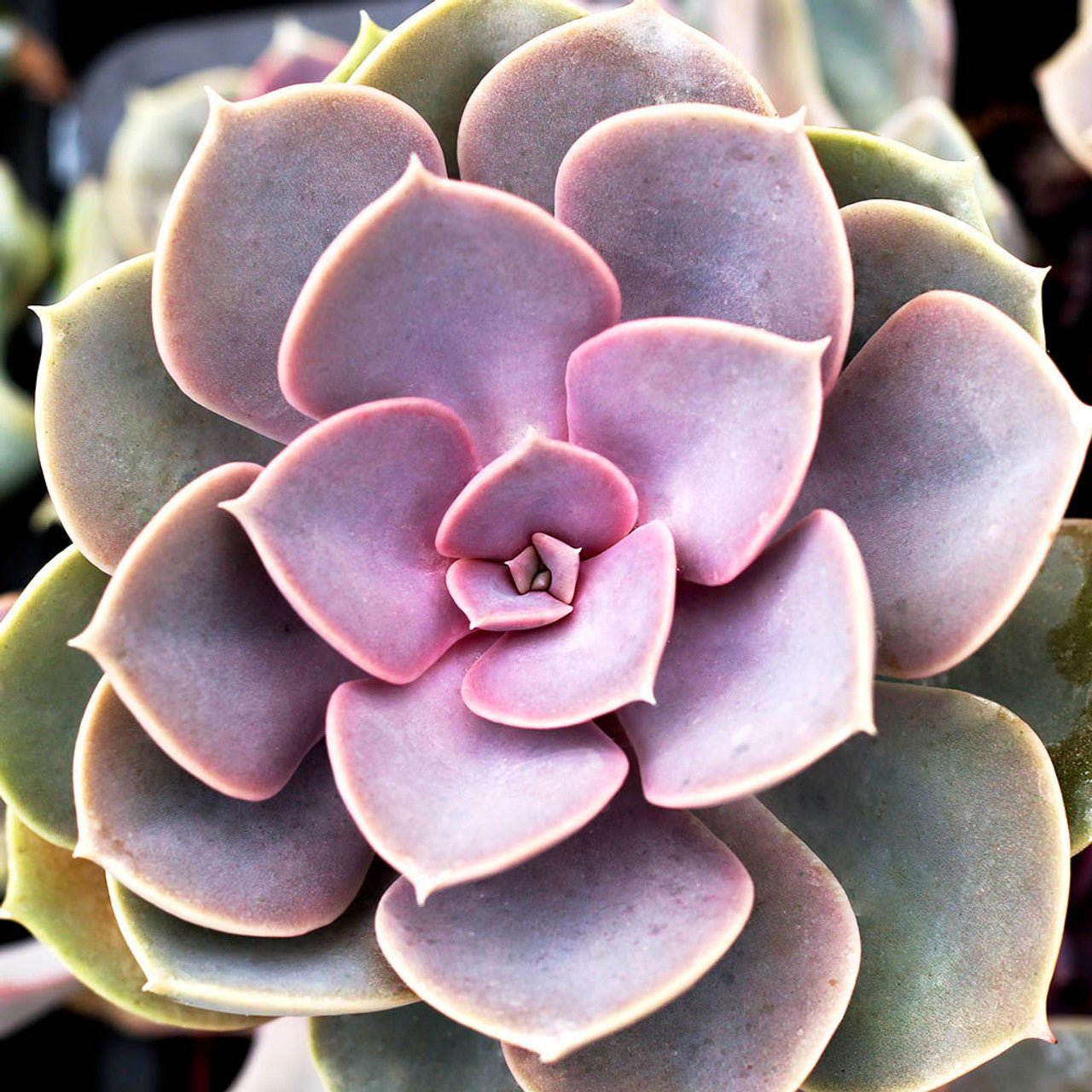 Hens and Chicks Von Nurnberg (Echeveria Perle) - Ladybird Nursery