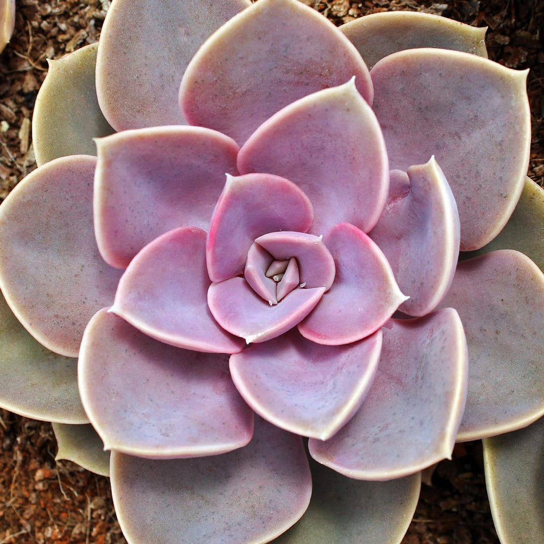 Hens and Chicks Von Nurnberg (Echeveria Perle) - Ladybird Nursery