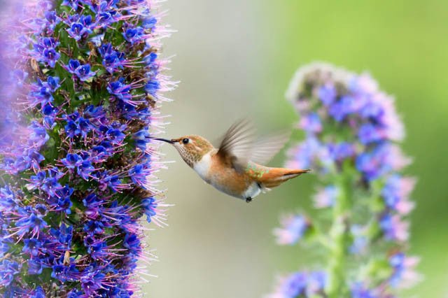 Pride of Madeira (Echium candicans) - Ladybird Nursery