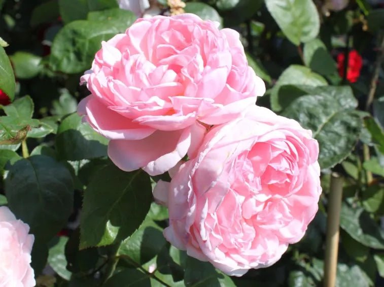 Rose ‘Eglantyne’ 2ft Standard (David Austin) - Ladybird Nursery