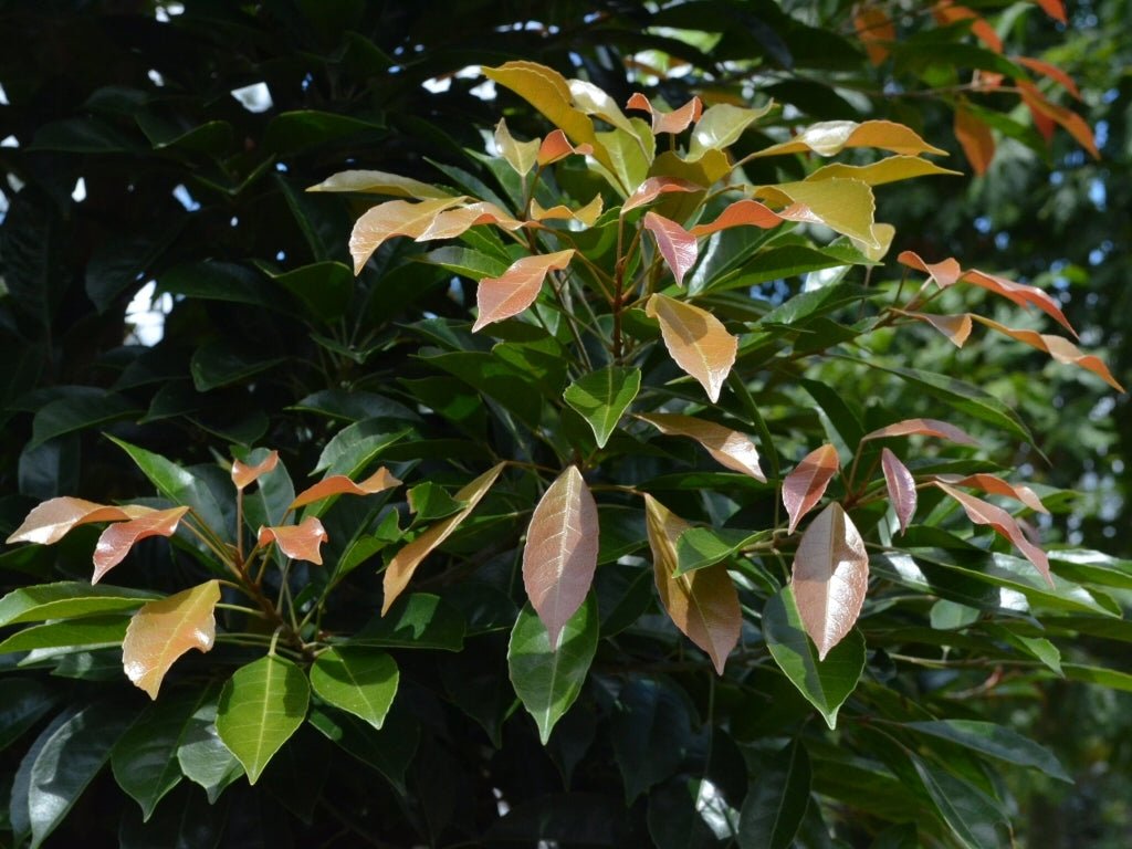 Eumundi Quandong (Elaeocarpus eumundi) - Ladybird Nursery