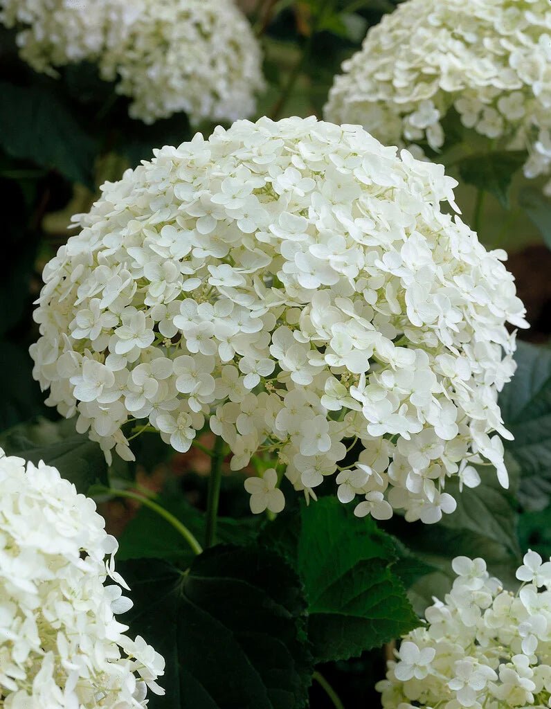 Smooth Hydrangea Annabelle (Hydrangea arborescens) - Ladybird Nursery