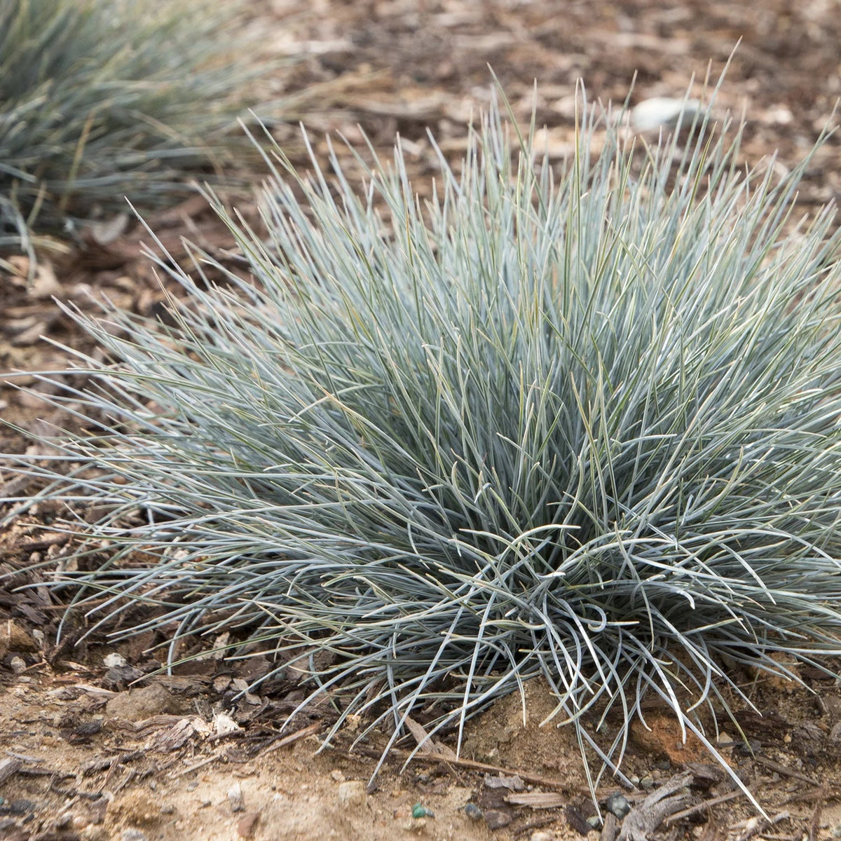 Festuca 'Elijah Blue' (Festuca glauca) - Ladybird Nursery