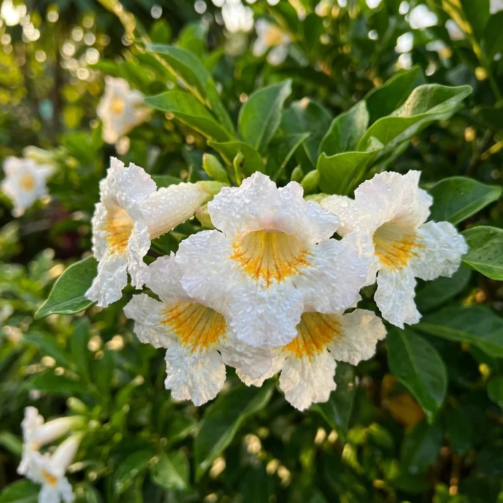 Radermachera 'Fragrant Empress - Large