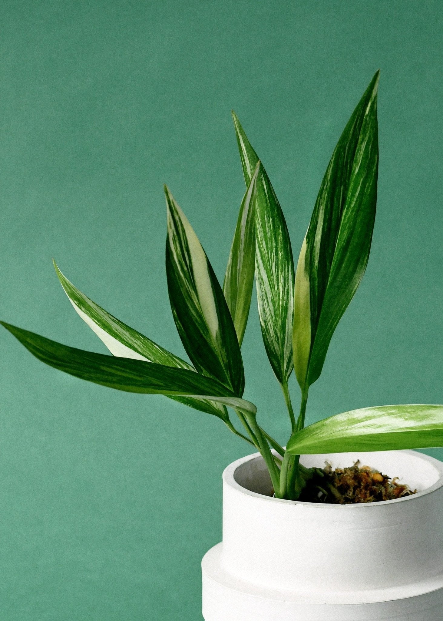 Pothos Variegated (Epipremnum amplissimum) - Ladybird Nursery