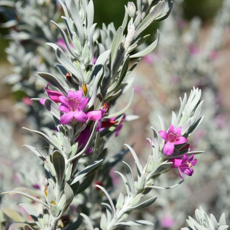 Emu Bush 'Pink Pantha' - Ladybird Nursery
