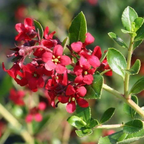 Escallonia Red (Escallonia spp.) - Ladybird Nursery
