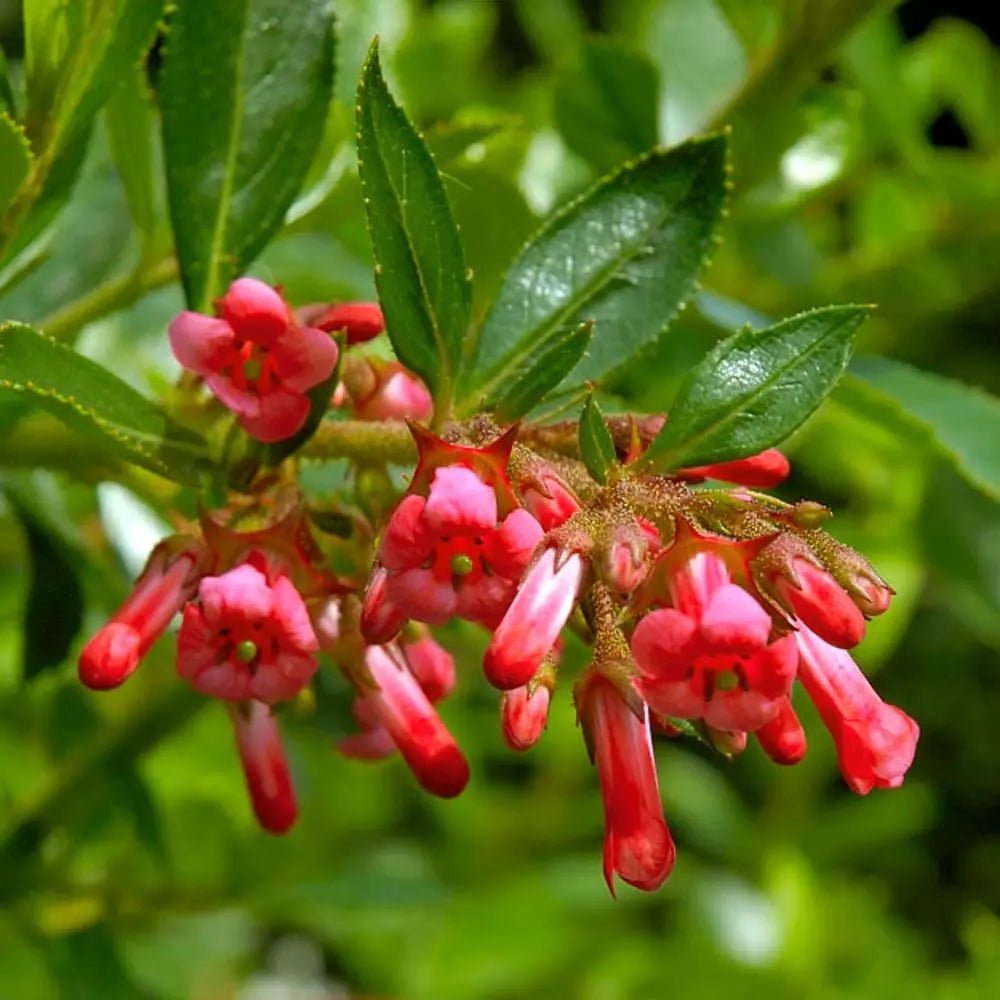 Escallonia Red Knight (Escallonia) - Ladybird Nursery